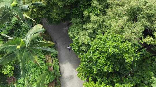 茂密森林中的道路