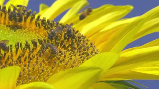 蜜蜂采集花粉的微距镜头