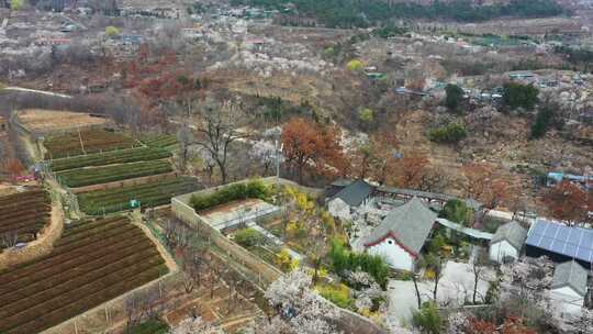 山村樱桃花开了