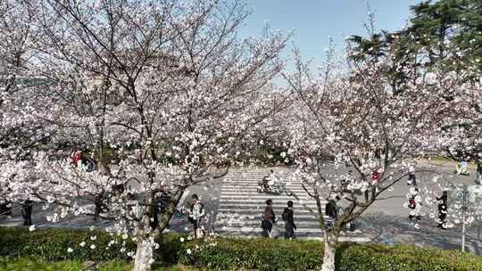 武汉大学樱花行政楼航拍