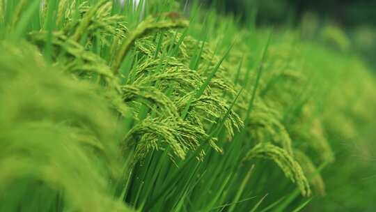 农村稻田水稻生长稻穗 绿色水稻慢镜头特写