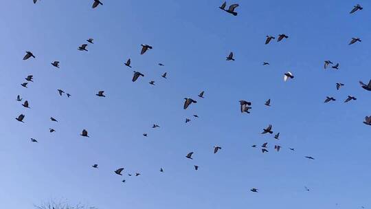 天空飞翔的鸟群