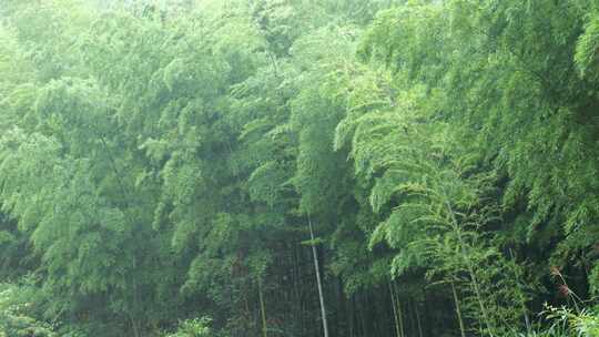 竹林竹叶禅意下雨天唯美空镜