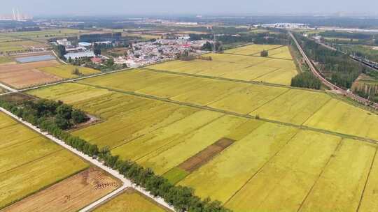 山东济南槐荫吴家堡稻田航拍秋天