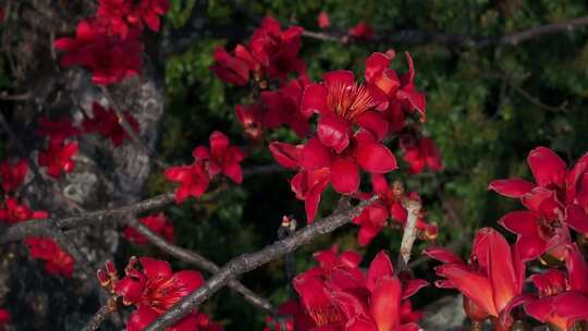 盛开的红色木棉花特写