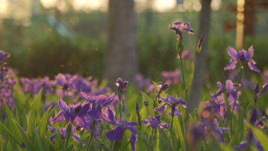 晨光和紫色花丛