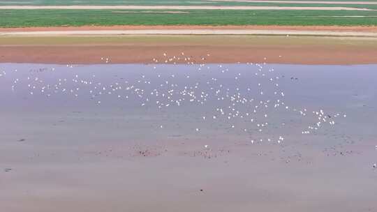 江西鄱阳湖湿地候鸟白鹤大雁