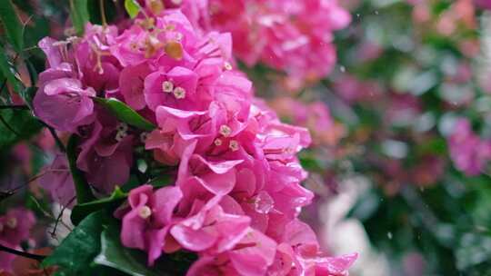 雨滴从粉色花朵上滴落慢镜头