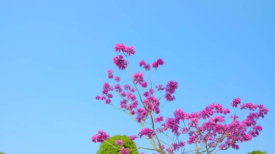 春天春暖花开仰视树林紫花风铃木满树红花视频素材模板下载