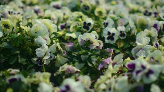 春天秋天微风吹动花朵游客观赏花公园三色堇