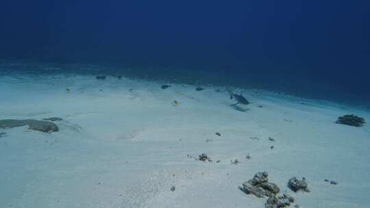 在清澈的水中，在热带珊瑚礁附近的白沙上游泳的灰礁鲨视频素材模板下载