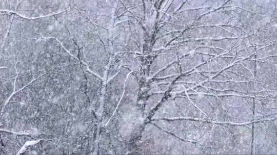 皑皑大雪落在树枝上
