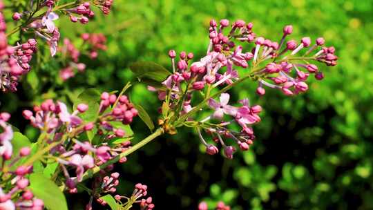 紫色丁香花小花植物温暖治愈实拍