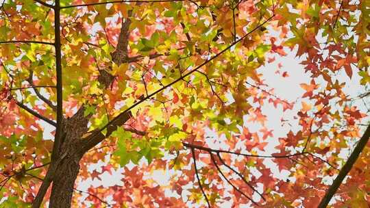 秋日枫树多彩树叶特写