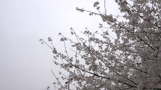 樱花 唯美 花卉