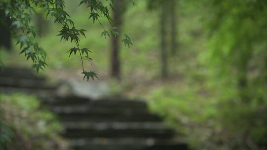 山路 石阶