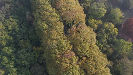 南京钟山公园森林树林金秋景区景点