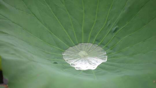 夏季雨天荷叶荷花水珠滴落慢镜头4K