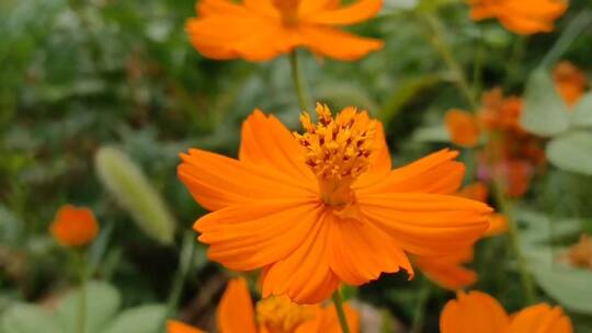 橙色唯美花朵