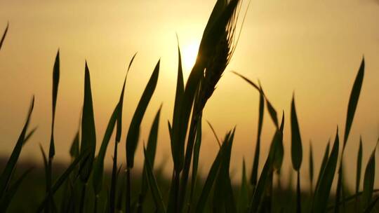 麦苗油菜剪影怀旧逆光夕阳黄昏伤感日出落日