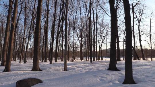白雪覆盖的森林地面