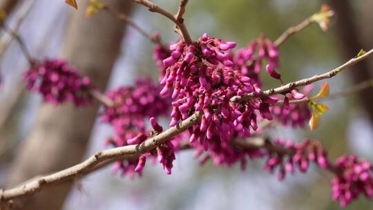 【镜头合集】北京植物园紫色花朵粉红色花