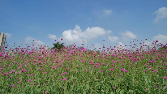 花卉公园马鞭草丛林秘境