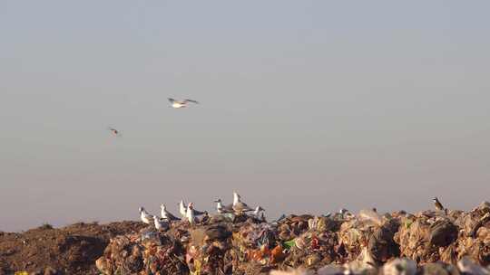 灰头海鸥、Chimango Caracaras和一个伟大的Kiskadee在垃圾堆中的一堆废物上