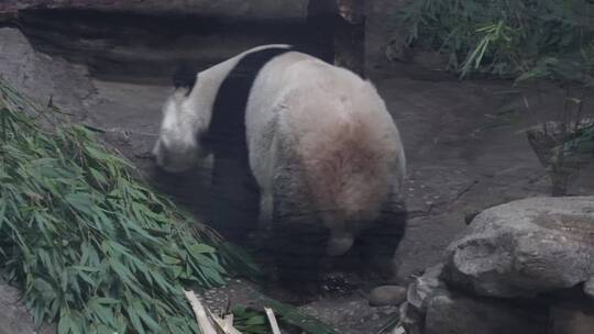 游客参观动物园里的大熊猫视频素材模板下载