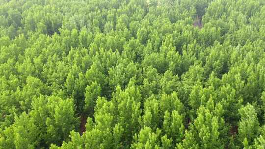 森林大自然树林氧吧森林空气环保大自然树林