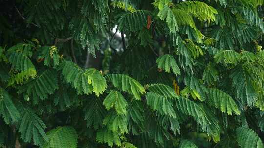 绿植绿叶雨天意境