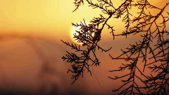 秋天黄昏夕阳下的植物剪影唯美空镜视频素材模板下载