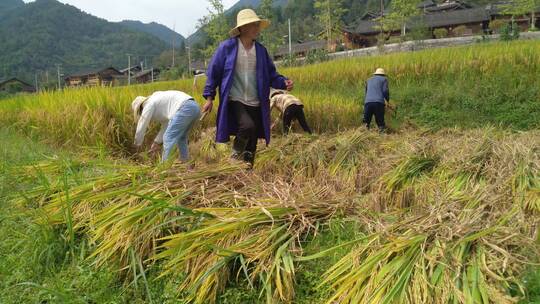 农民田里收割水稻
