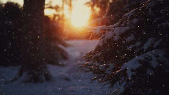 冬季森林下雪天阳光穿过树林雪花飘落视频素材模板下载