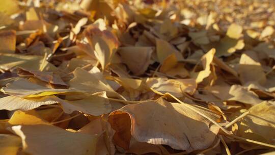 秋天银杏树落叶铺满地面