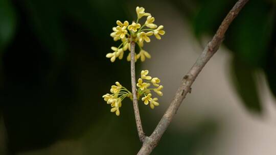 八月桂花