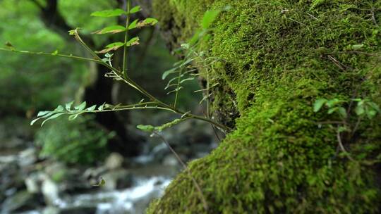 原始森林山泉青苔视频素材模板下载