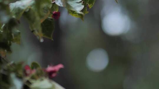 雨水落在植物叶子上01