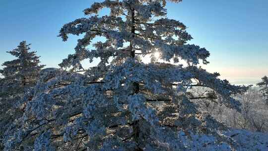 4K雾凇冰挂寒冷冬天雪景汽车行驶