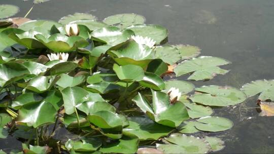 池塘上的睡莲