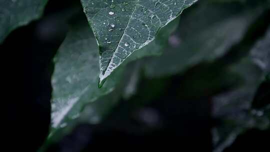 雨后的树叶雨滴