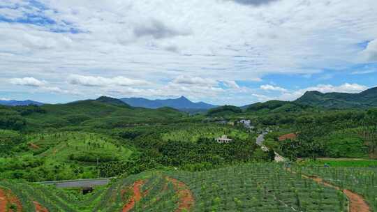 海南三亚育才生态区菠萝种植农田高视角航拍