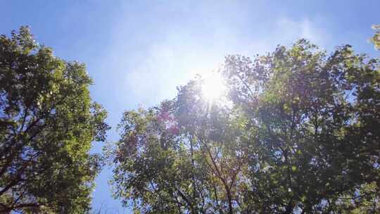 夏天阳光穿过树林树叶子大自然风景风光视频