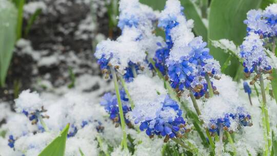 被雪覆盖的蓝色花朵