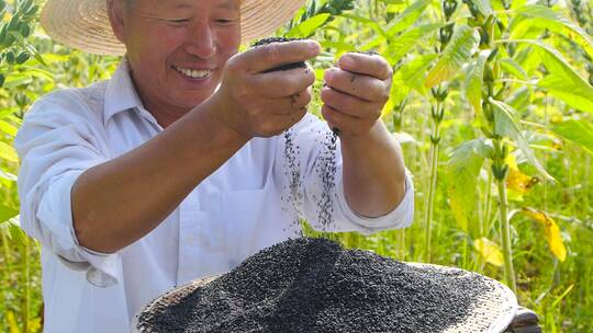 芝麻种植基地