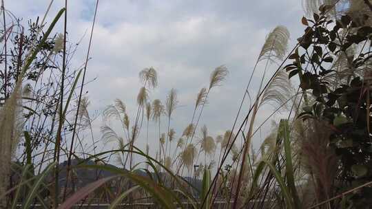 秋天野草植物芦苇实拍