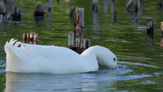 湖面鸭子 戏水 春季鸭子