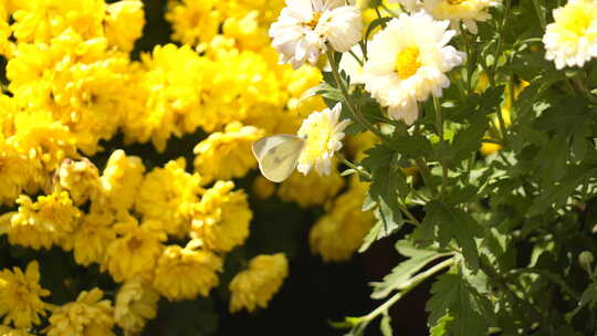 鲜花蝴蝶蜜蜂  昆虫