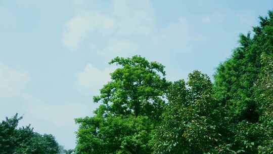 树林树顶天空