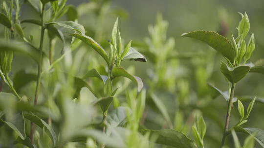 茶茶叶红茶艺采茶泡茶红茶山春茶道茶园农业